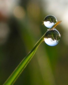 double bubble drop reflection